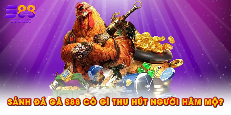 Sảnh đá gà tại S88 có điều gì thu hút người hâm mộ?